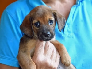 Lia sucht ihr Zuhause (noch auf Sardinien)