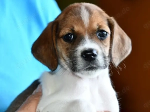 Lisa sucht ihr Zuhause (noch auf Sardinien)