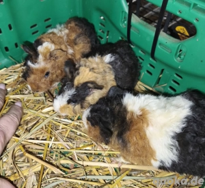 3 Junge Teddy Merschweinchen