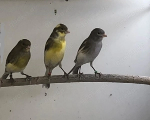 0,3 Timbrado-Kanarien von 2025 abzugeben