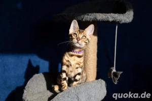 Bengal-Kätzchen WhatsApp: (15510055069)