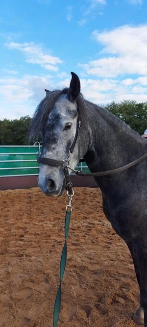 Wunderschöne Paso Finos 