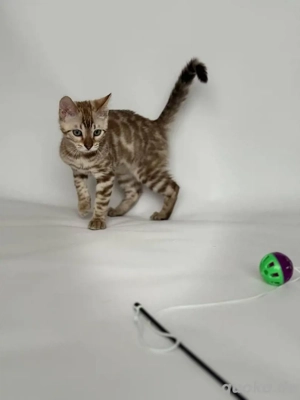 Bengalkätzchen WhatsApp: (15510055069)