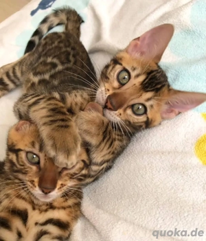 Bengalkätzchen WhatsApp: (15510055069)