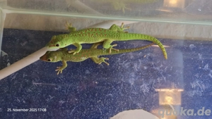 Verkaufe 4 Madagaskar Geckos 