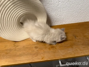 neva masqurada katze