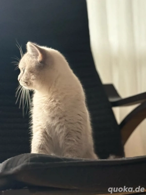    Liebenswerte BKH-Katze sucht neues Zuhause mit Freigang   