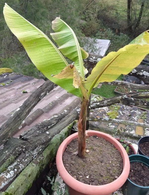 2 1jahr alte Bananen Pflanzen 