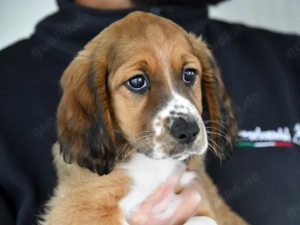 Constance sucht ihr Zuhause (noch auf Sardinien)