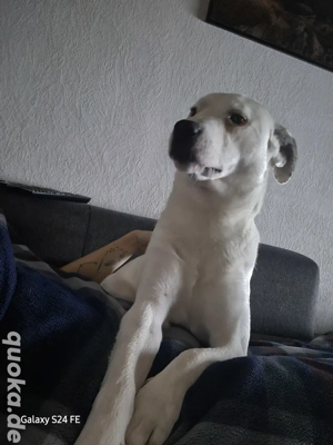 Micky ein sanfter, tief fühlender Herzenshund sucht seinen Menschen