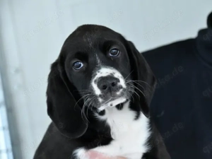 Chloe sucht ihr Zuhause (noch auf Sardinien)