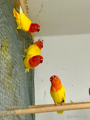 Pfirsichköpfchen in Opalin