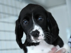 Celeste sucht ihr Zuhause (noch auf Sardinien)