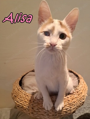Glückskatze Alisa wartet noch immer auf ihre Menschen 