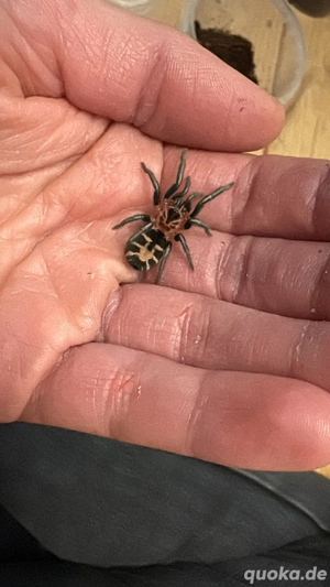 Bestandsreduzierung Vogelspinnen