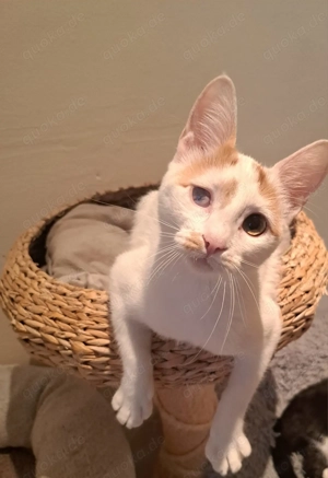 Glückskatze Alisa wartet noch immer auf ihre Menschen 