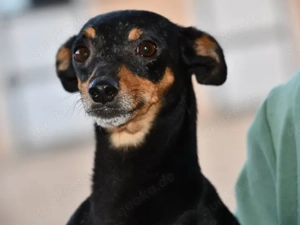 Molla sucht ihr Zuhause (noch auf Sardinien)