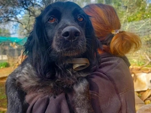 Kira sucht ihr Zuhause (noch auf Sardinien)