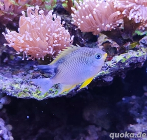 Amblyglyphidodon aureus - Goldener Riffbarsch