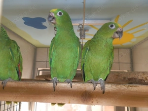 Blutsfremdes Paar Surinam -Amazonen, Gelbscheitel - Amazonen von 2025 Bild 3