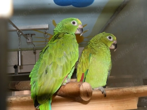 Blutsfremdes Paar Surinam -Amazonen, Gelbscheitel - Amazonen von 2025 Bild 2