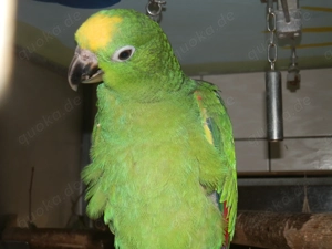 Blutsfremdes Paar Surinam -Amazonen, Gelbscheitel - Amazonen von 2025 Bild 4