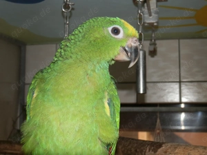 Blutsfremdes Paar Surinam -Amazonen, Gelbscheitel - Amazonen von 2025 Bild 5