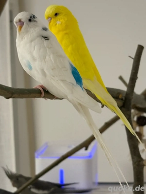 2 Wellensittiche männlich, 1 Jahr alt