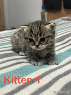 Purebred BKH Kittens suchen neues Haus