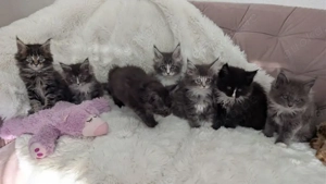 Maine Coon Kitten, Typvoll und Reinrassig