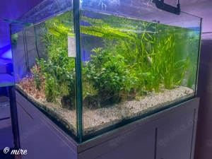 Aquarium Sondermaß Bild 2