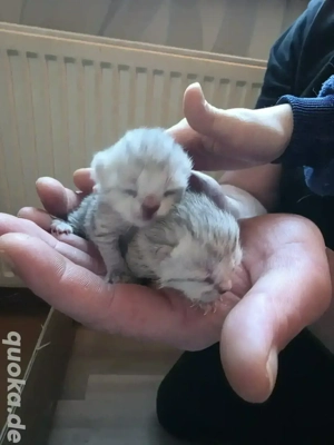 BKH Silver Tabbys ab Januar Februar 