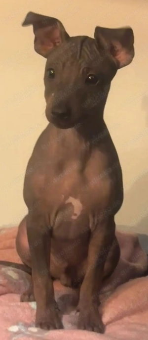 American hairless Terrier Junghund Rüde
