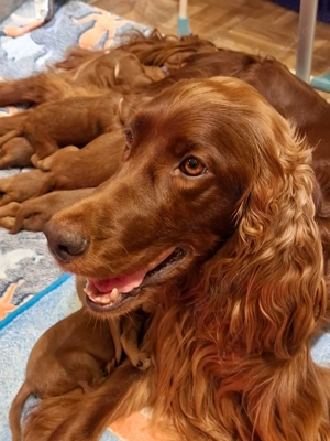 Irish Setter Welpen, VDH Zucht Bild 2