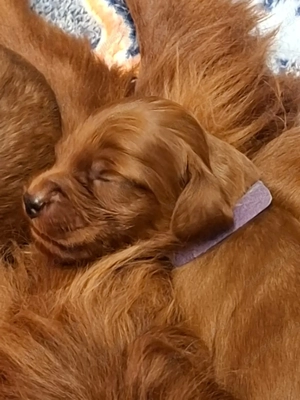 Irish Setter Welpen, VDH Zucht Bild 3