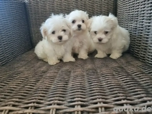 Zwerg Malteser Welpen 