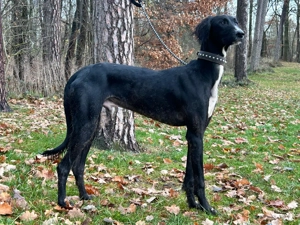 Saluki Rüde (Iran) schwarz mit Padigree 