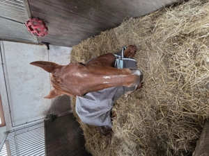 Reitbeteiligung auf einer 4 jährigen Paintstute 