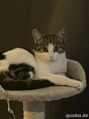 Katzen Kitten zu Verkaufen 