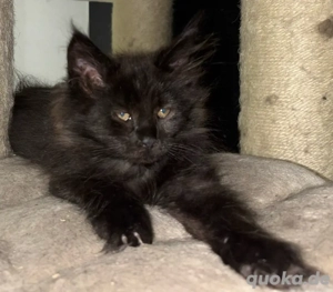 Maine Coon Kitten