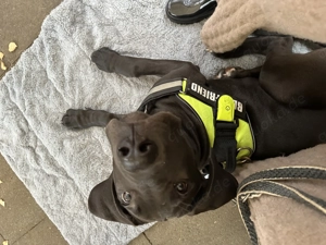 Traumwelpe Deutsche Dogge X Boerboel mix Loki Juli 2025 21 Wochen