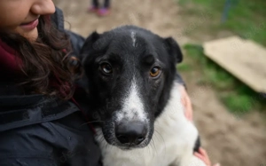 Der Schöne Hans sucht ein Zuhause