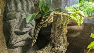 Königspython Pastel 2018 0.1 + Premium Terrarium (NP 4.200 EUR!) inkl. Unterschrank  Bild 4