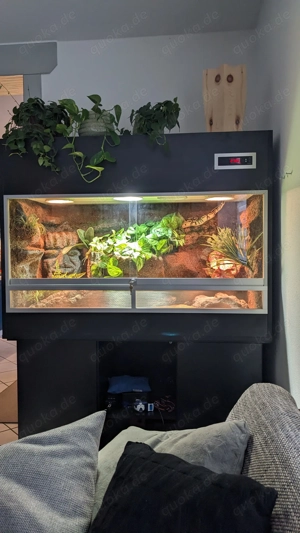 Königspython Pastel 2018 0.1 + Premium Terrarium (NP 4.200 EUR!) inkl. Unterschrank  Bild 6