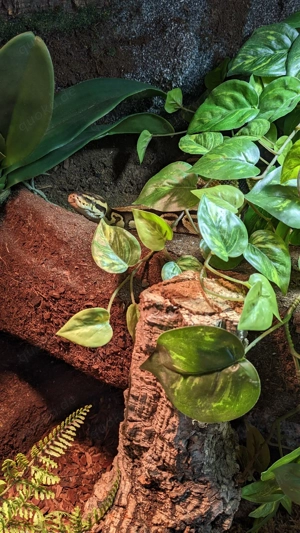 Königspython Pastel 2018 0.1 + Premium Terrarium (NP 4.200 EUR!) inkl. Unterschrank  Bild 5