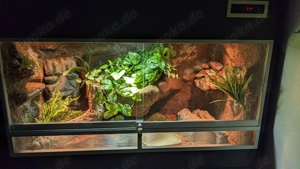 Königspython Pastel 2018 0.1 + Premium Terrarium inkl. Unterschrank 