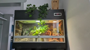 Königspython Pastel 2018 0.1 + Premium Terrarium inkl. Unterschrank 