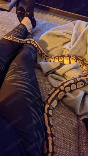 Königspython Pastel 2018 0.1 + Premium Terrarium (NP 4.200 EUR!) inkl. Unterschrank  Bild 9