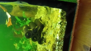 Yellow Fire Garnelen 