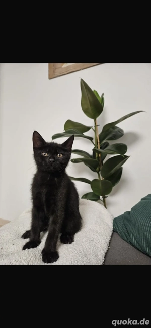  5 Süße schwarze Katzenbabys in  liebevolle Hände abzugeben